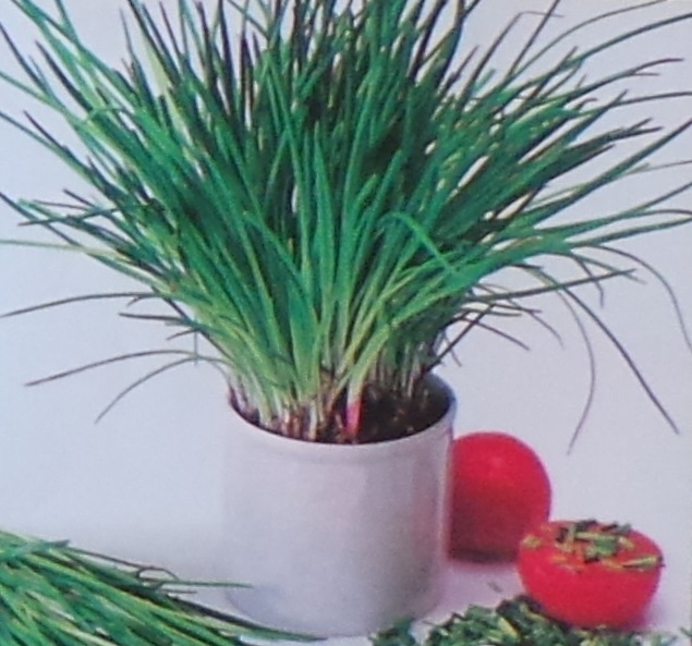 Chives Perennial Herb Seed – 1 Packet