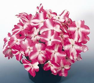 Impatiens Candy Rose Star 500 seeds