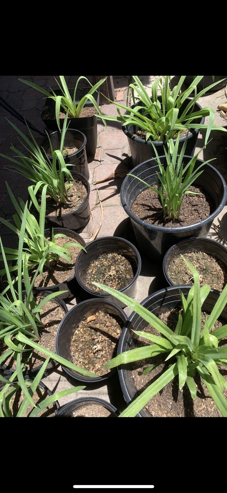 2 Bulbs 2/3 Baby’s Or+ S/M Mixed Rooted & Sprouted Tuberose Bulbs Ready To Plant