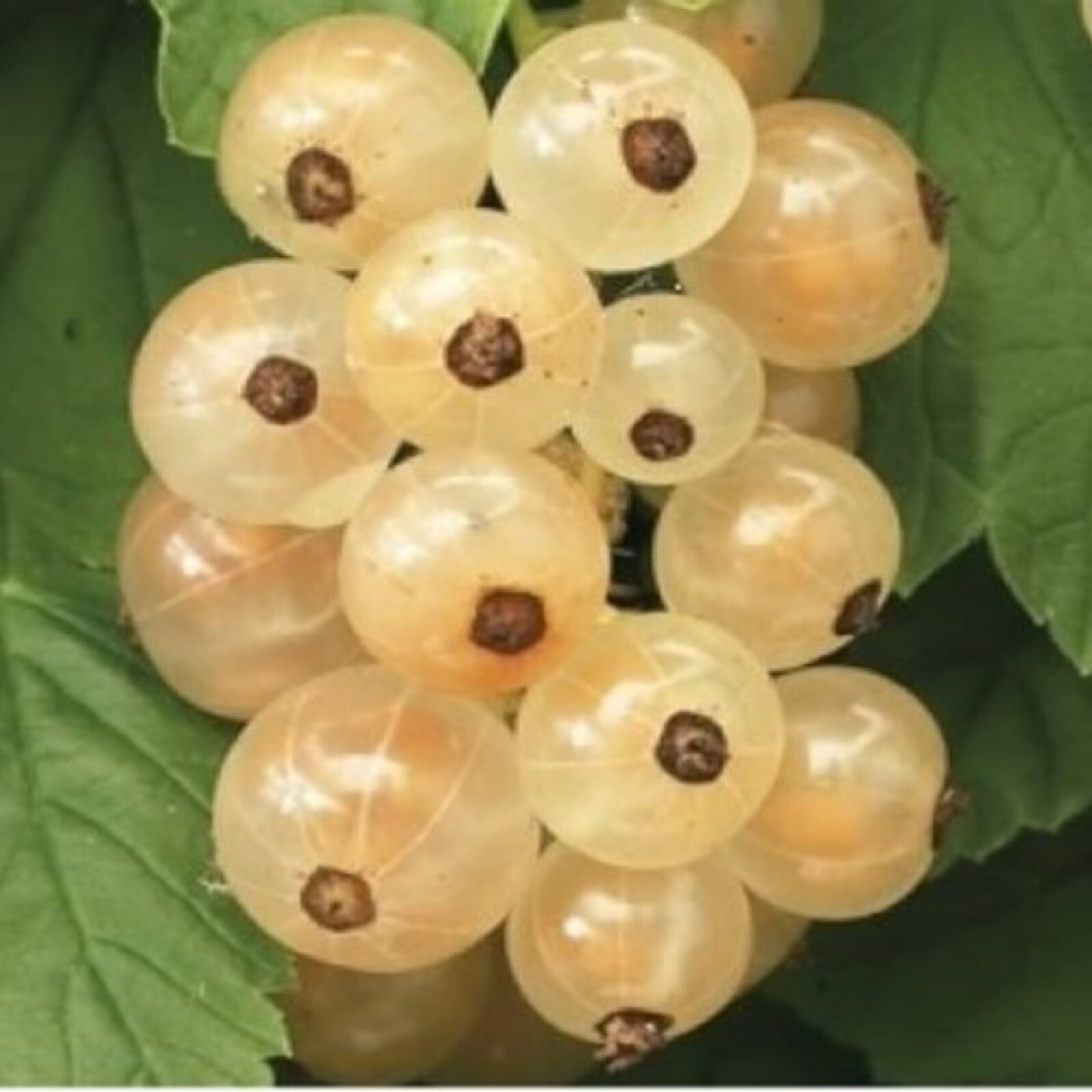 Currant “White Cherry” Rooted plant dormant 8-12 inches tall