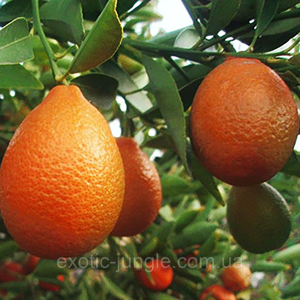 One Orangequat Tree, 1-2 feet tall, grafted, No Ship Az, Ca, Fl, La, Tx