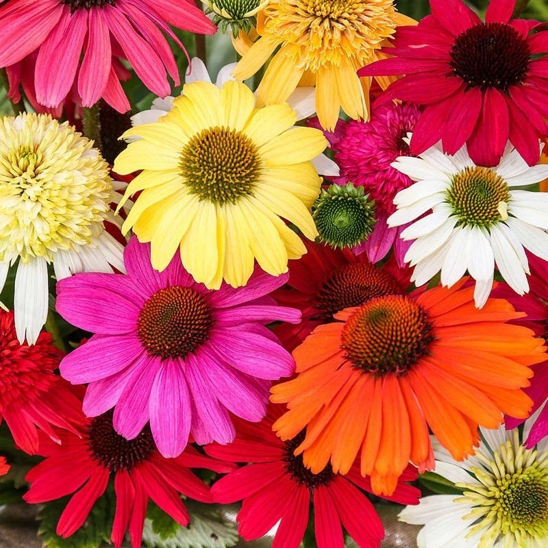 50 Coneflower Seeds Echinacea Perennial Flower Flowers Butterfly “Mixed”