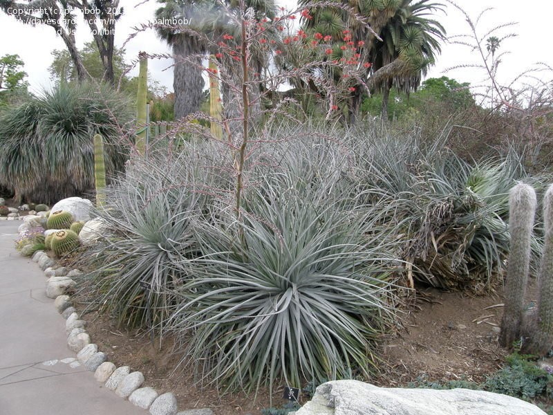 Puya Ferruginea is a type of bromeliad, 8 Seeds. Free Shipping!