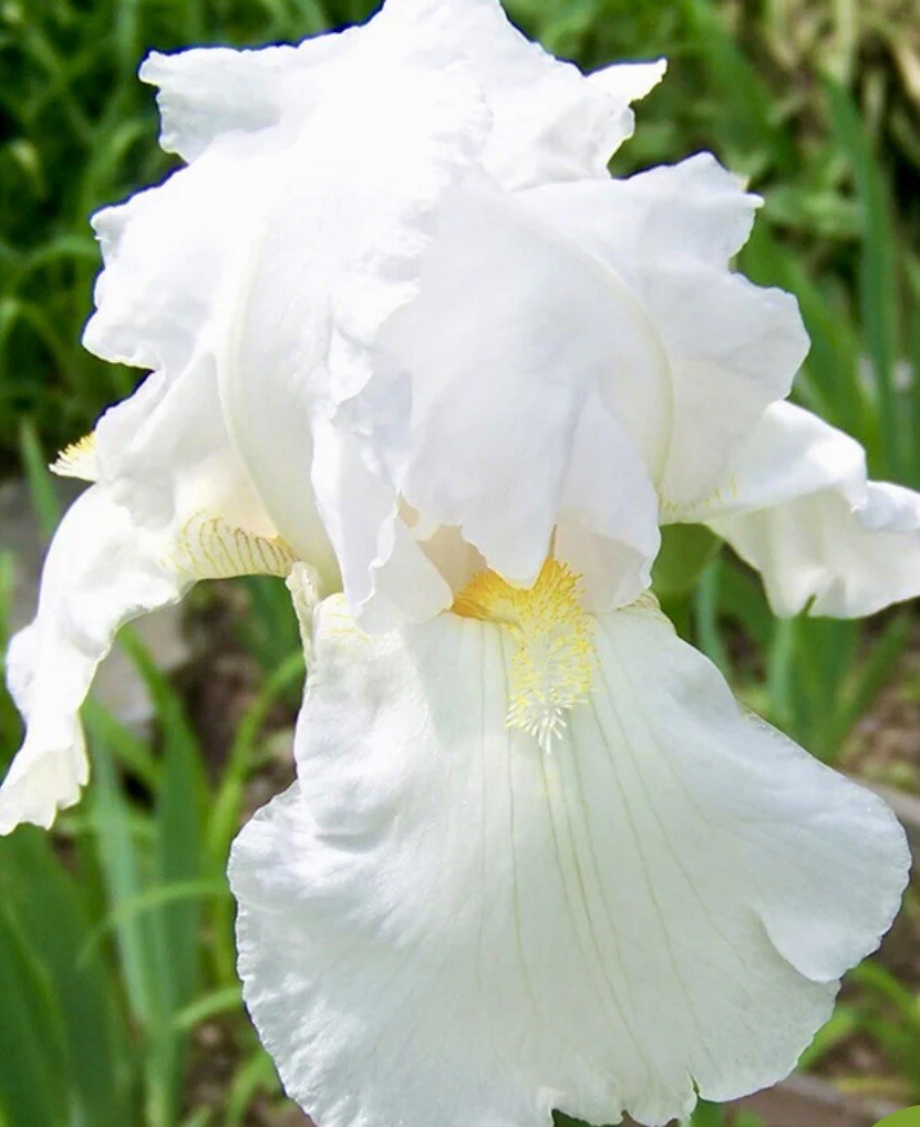 Bearded Iris WHITE IMMORTALITY 1 Flower Plant Bulb Bare Root REBLOOMS EASY TALL