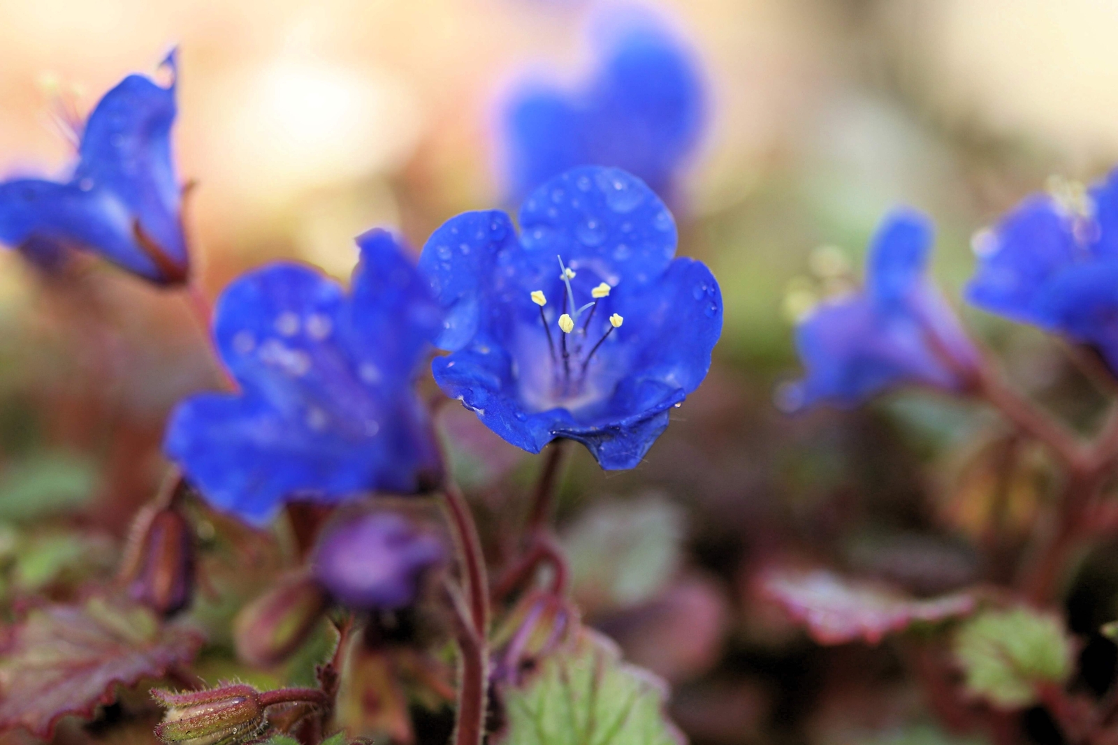 200 CALIFORNIA BLUEBELL (Wild Canterbury Blue Bell) Phacelia Campanularia Seeds