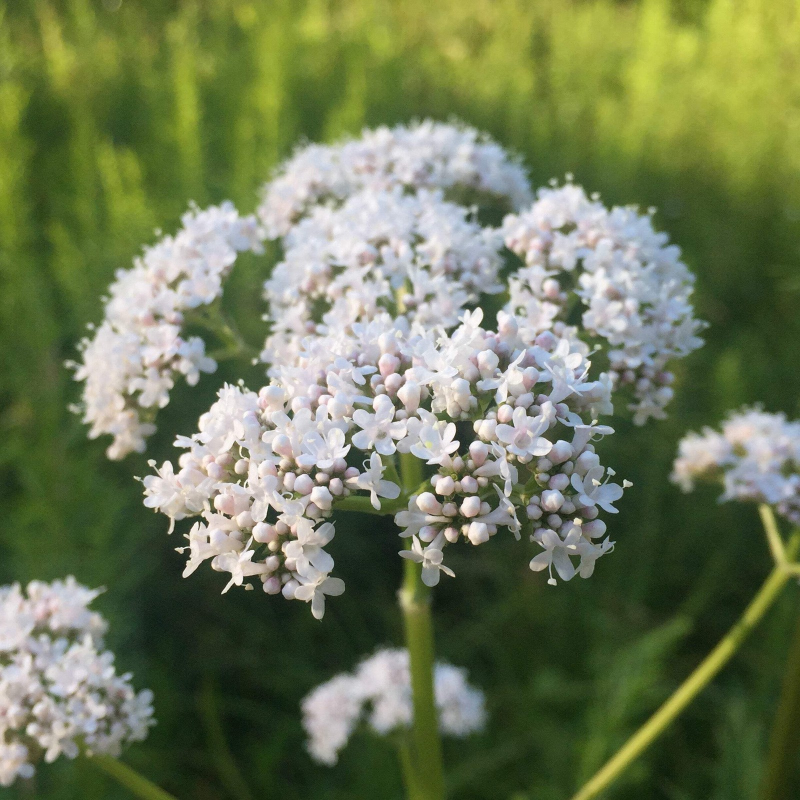 Valerian Seeds (Valeriana officinalis) ~Traditional Herb Pollinator Garden