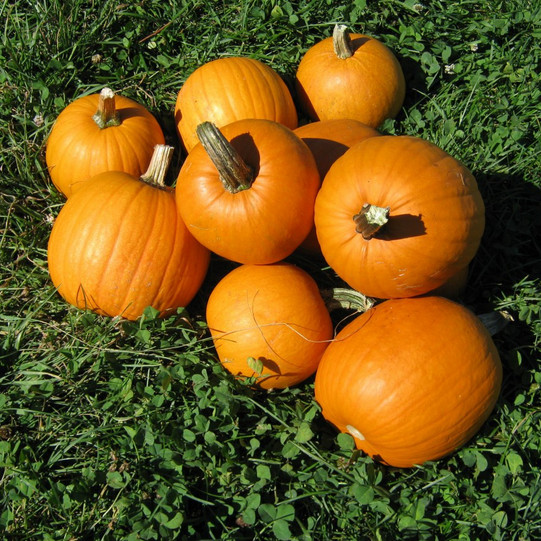 New England Pie Pumpkin Seeds | 15 Seeds | Non-GMO | Free Shipping | 1077