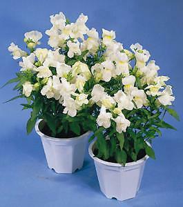 Snapdragon Floral Showers White 1,000 seeds