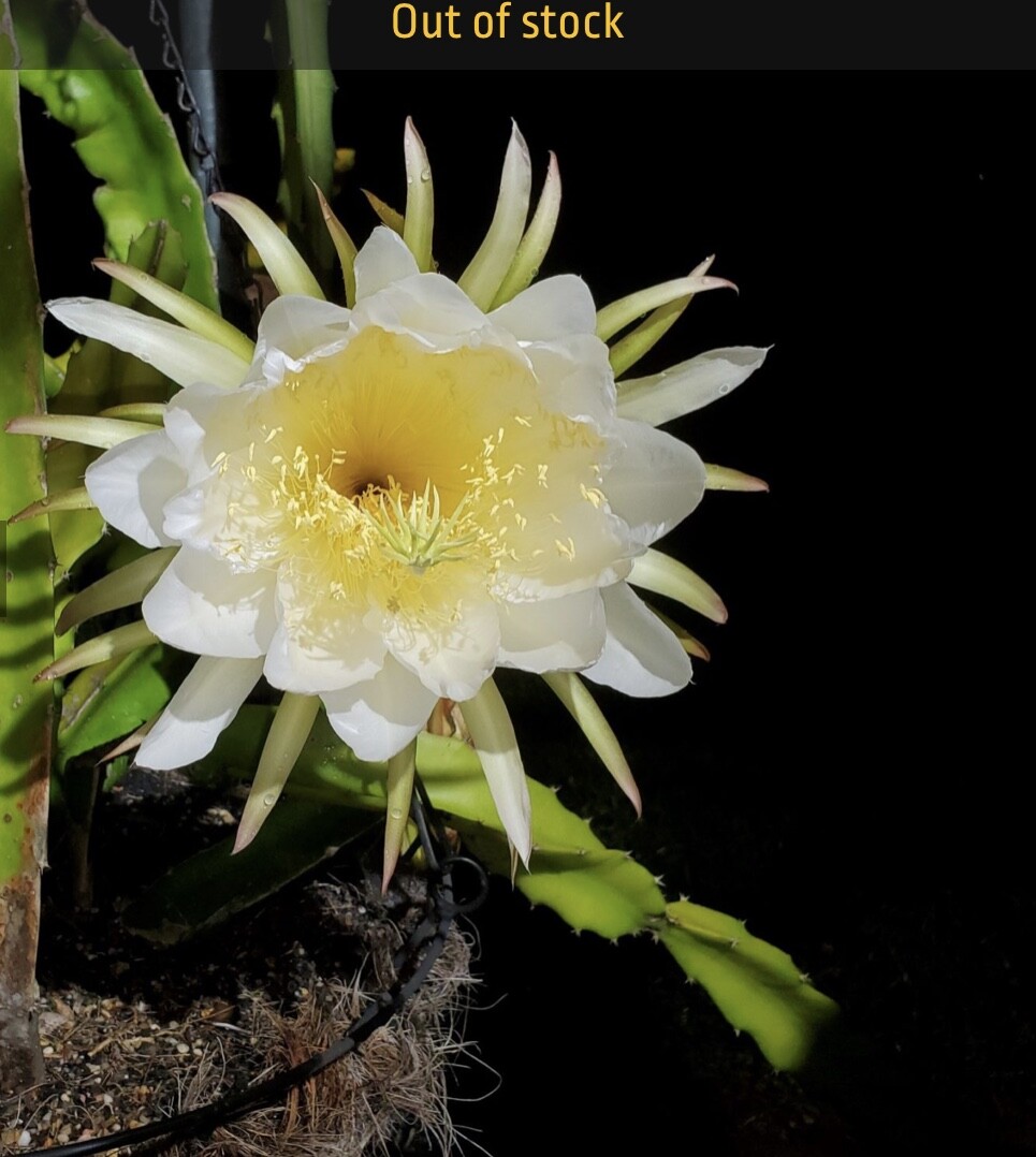 ULTRA RARE Desert King Dragon Fruit 2 feet long (1) flesh cutting