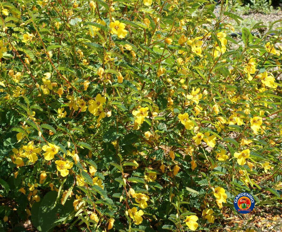 Sensitive PARTRIDGE PEA Chamaecrista Flower Seeds (250 to 3500 SEEDS)