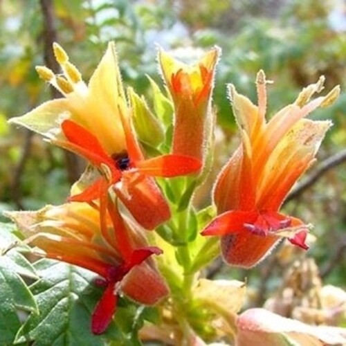 Melianthus Comosus Bush 8 Seeds, Tufted Honey Flower Shrub Plants