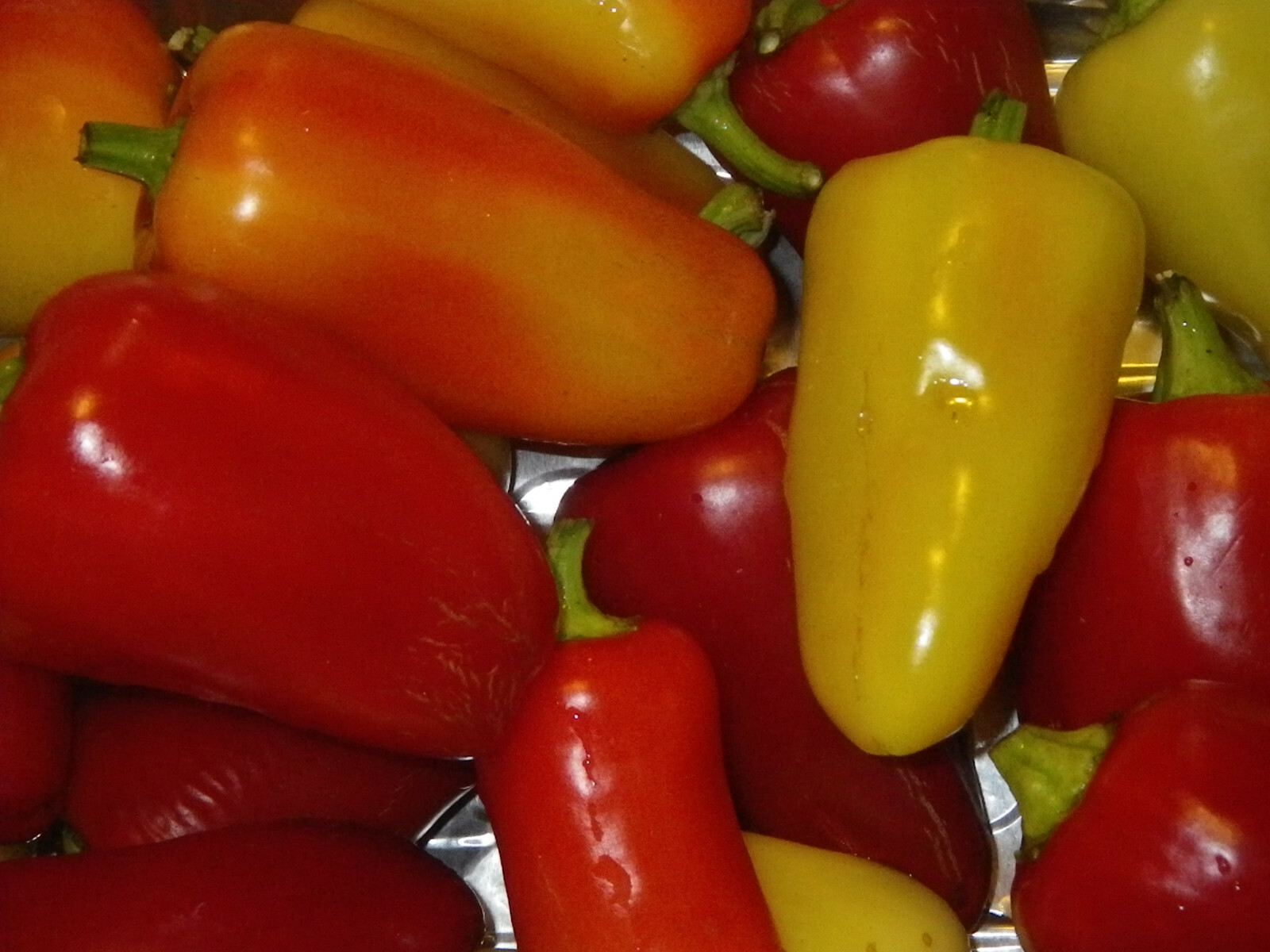 Mariachi Pepper Seeds – 10 seeds. Mild hot/Sweet Flavor. Vigorous growing plant.