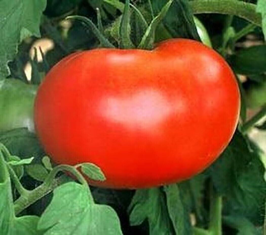 120+ Seeds Burpee’s Big Boy Tomato Seeds ———– Hybrid – Organic – NON GMO