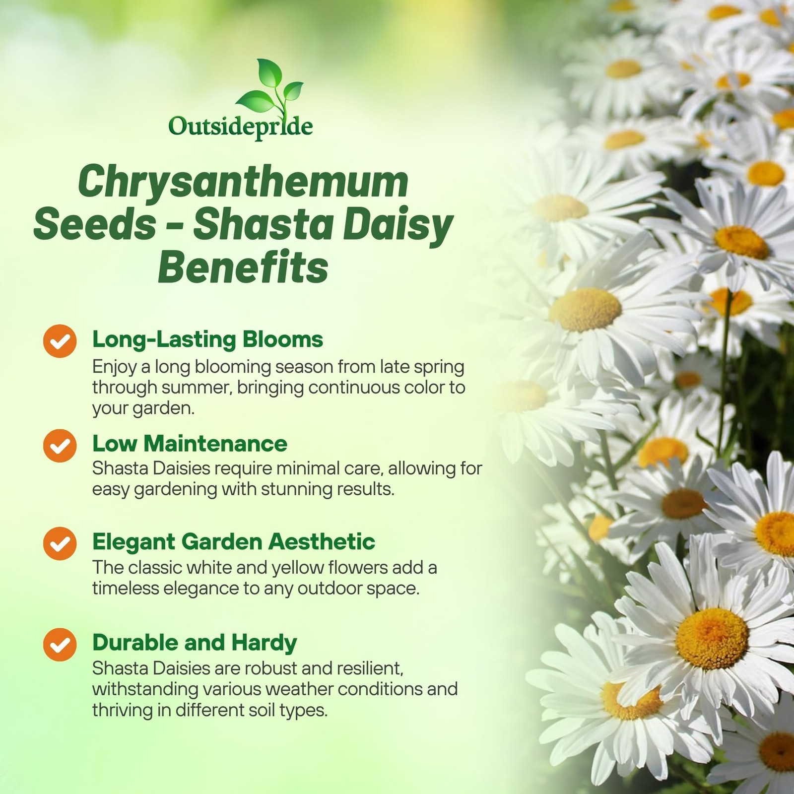 Shasta Daisy Seeds Perennial, Deer Proof, Drought Tolerant for Pollinator