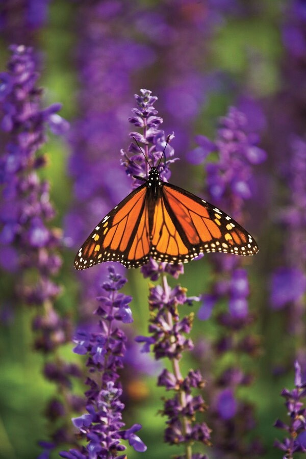 Blue Salvia Hispanica seeds fresh for 2025. 50 seeds