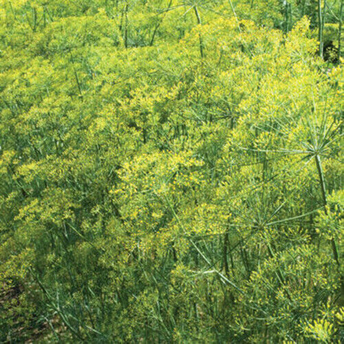 Scarborough Seeds 300 BOUQUET DILL SEEDS NON-GMO HEIRLOOM OPEN-POLLINATED HERB