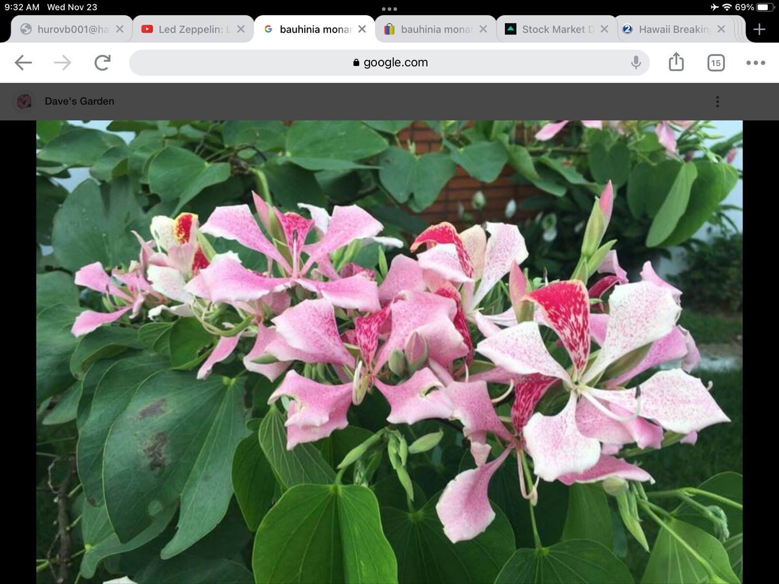 ***100 seeds***BAUHINIA MONANDRA***pink orchard tree***FREE SHIPPING***