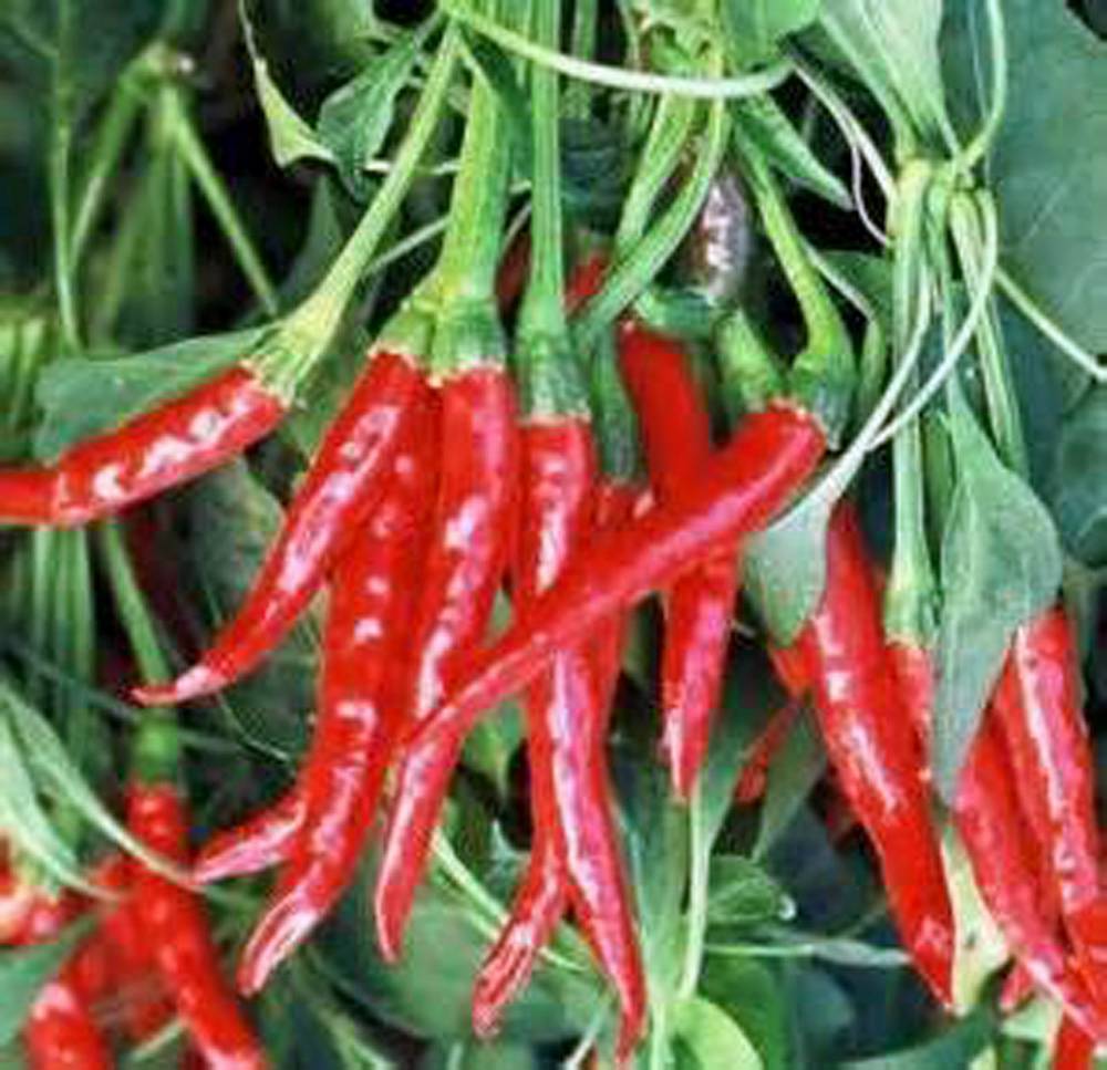 Hot Pepper Seed Mix Garden Collection, Heirloom Seeds, 7 Top Seeds