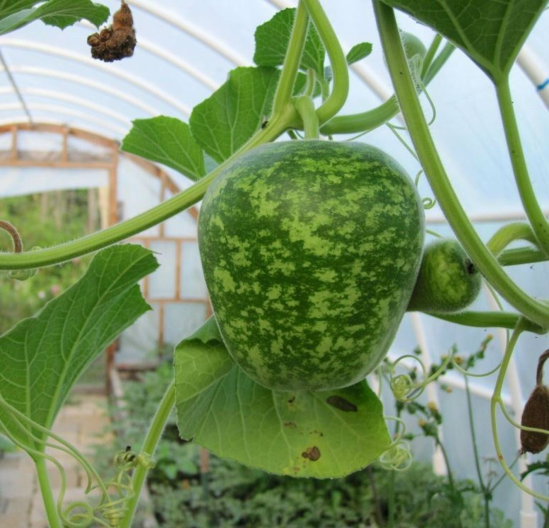 Seeds from my large Apple Gourds – PERFECT FOR MAKING BIRD HOUSES! COMB. S/H