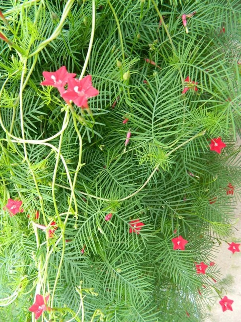 Rare Red Cypress Vine 40+ Seeds, Cardinal Creeper (Ipomoea quamoclit) Organic