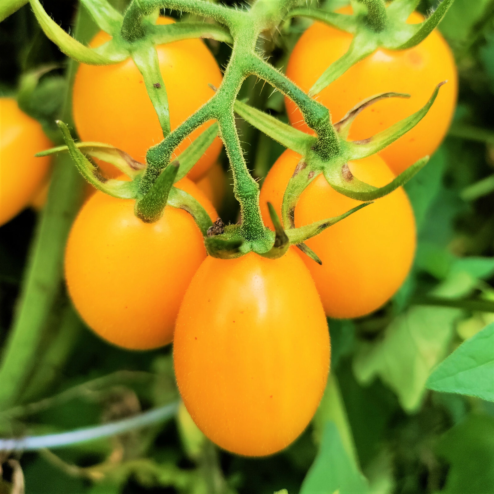 Yellow Plum Grape Tomato Seeds | Orange Cherry Pear Tomatoes Vegetable Seed 2024