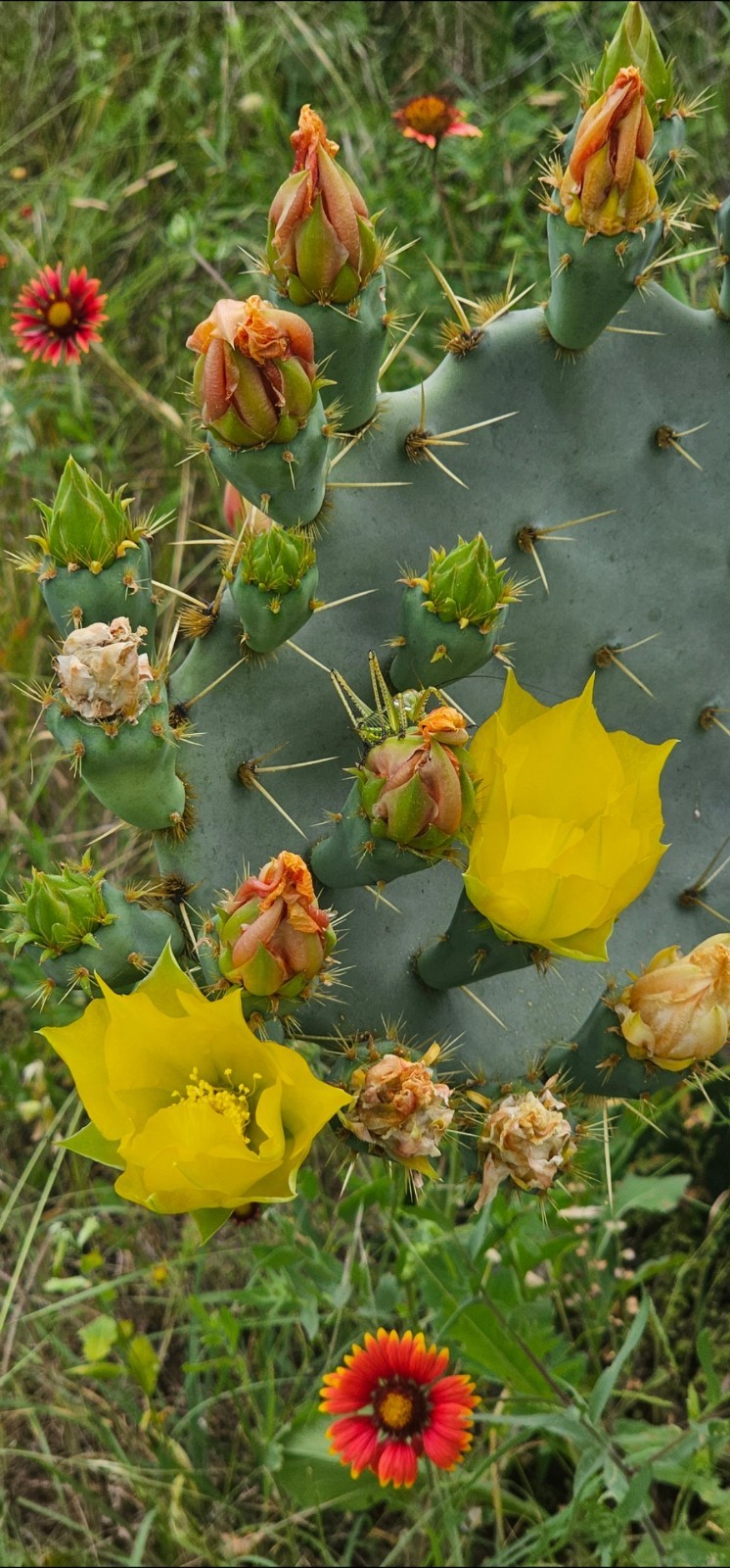 Opuntia cacanapa – Texas Blue Prickly Pear Cactus 25 Seeds Tuna Red 2025 Seeds
