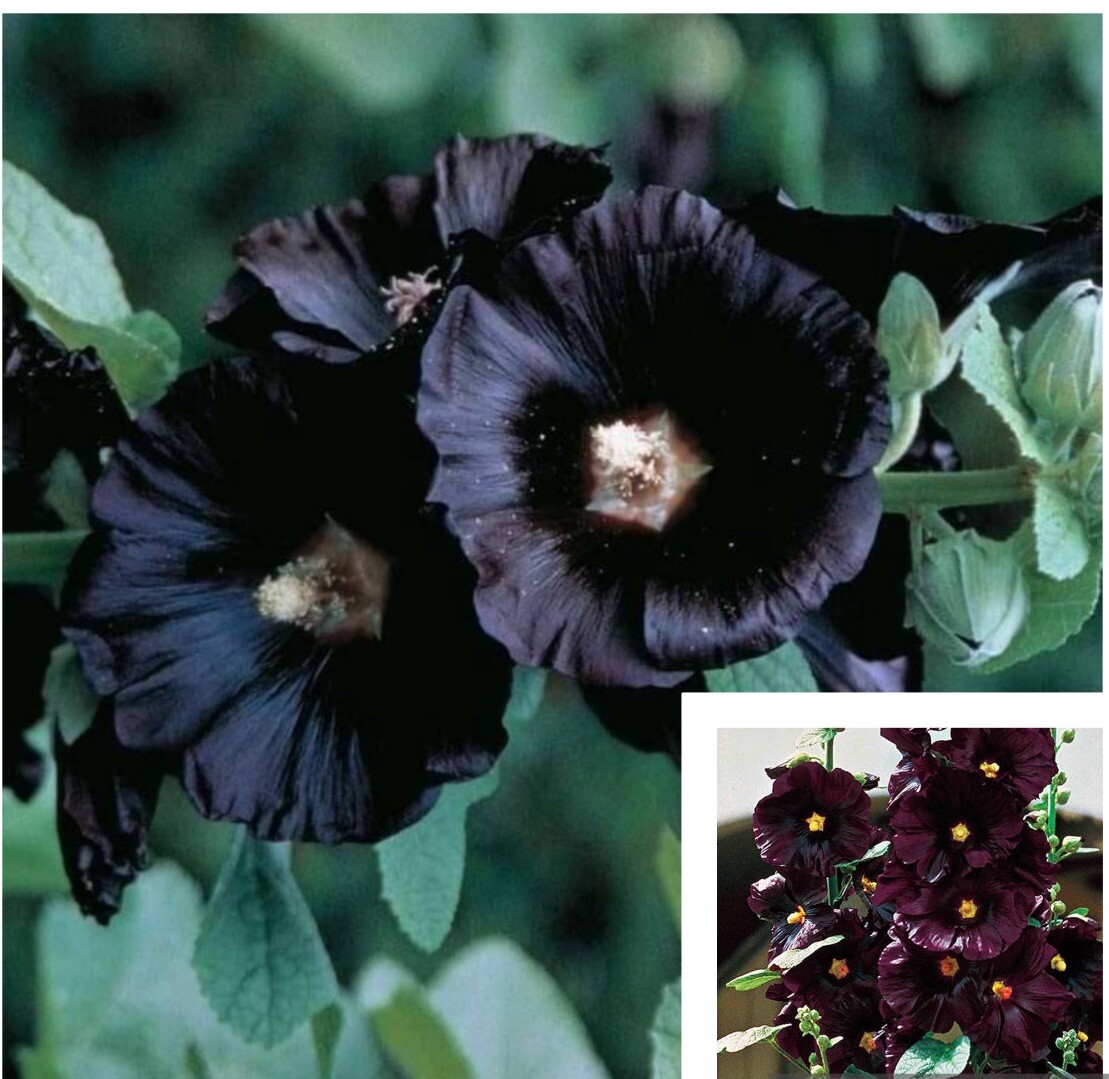 25+ SEEDS BLACK HOLLYHOCK FLOWER SEEDS BUY2GET1FREE(add2incart)