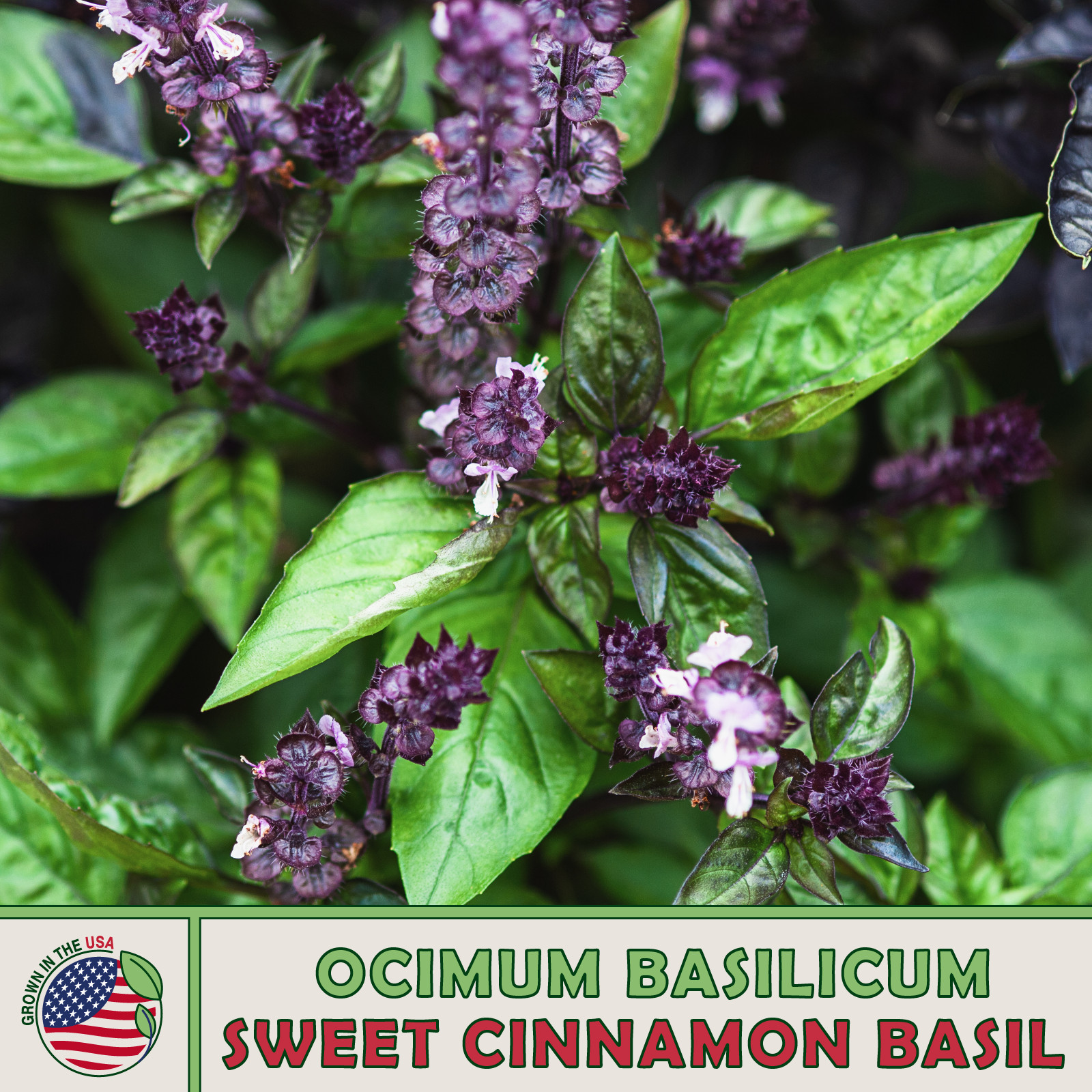500 Sweet Cinnamon Basil Seeds, Ocimum basilicum, Culinary Herb, Ornamental Herb