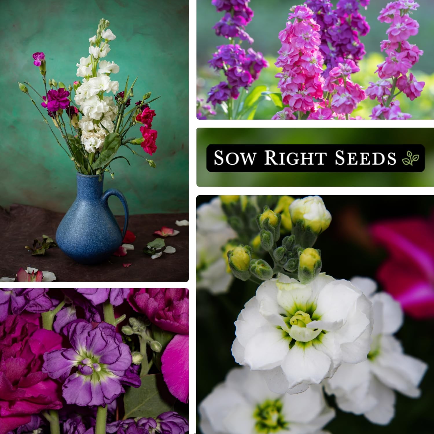 – Hoary Dwarf Mix Stock Seeds for Planting – Non-GMO Heirloom Packet with Ins…