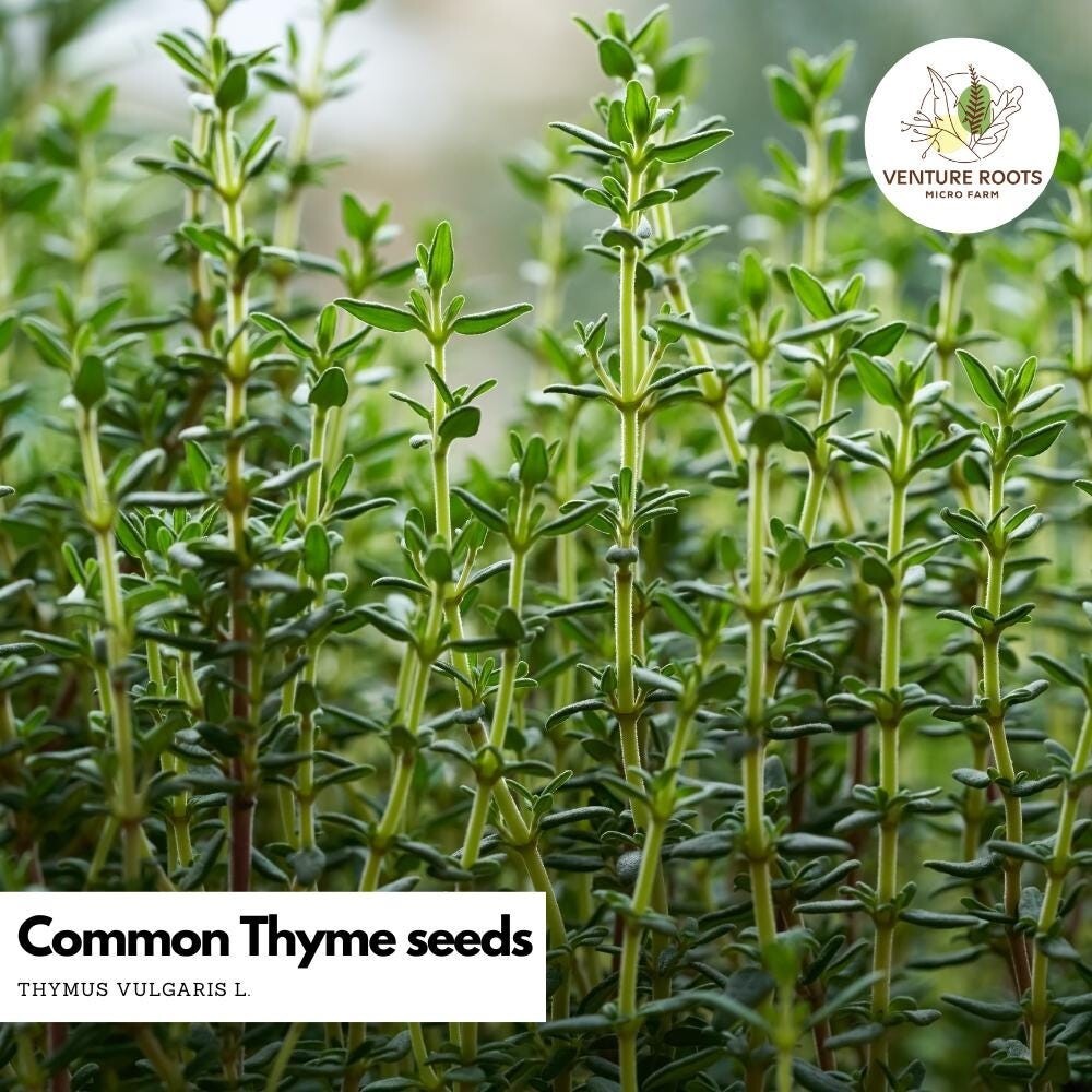 Thyme seeds (Thymus vulgaris) – Seeds, Non-GMO, Open-Pollinated