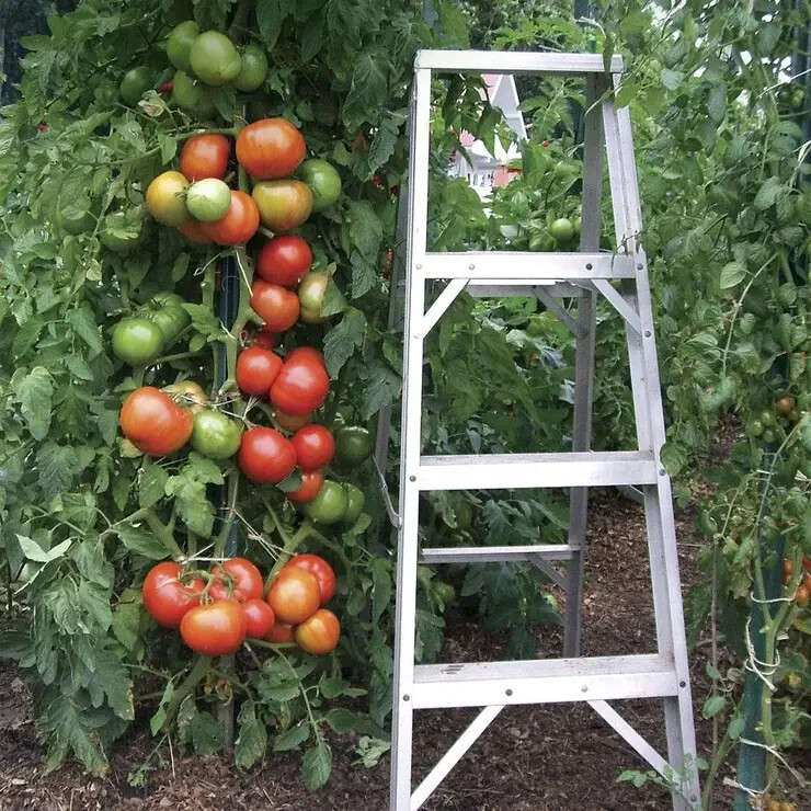 30 Seeds Park’s Whopper Tomato Hybrid Vegetable Garden Planting Tomatoe USA