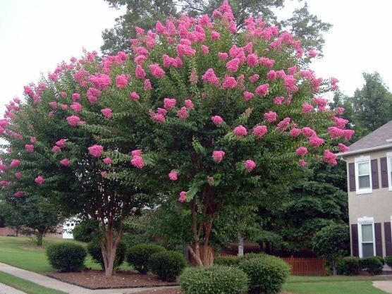 10 Common Crepe Myrtle Seeds- assorted colors
