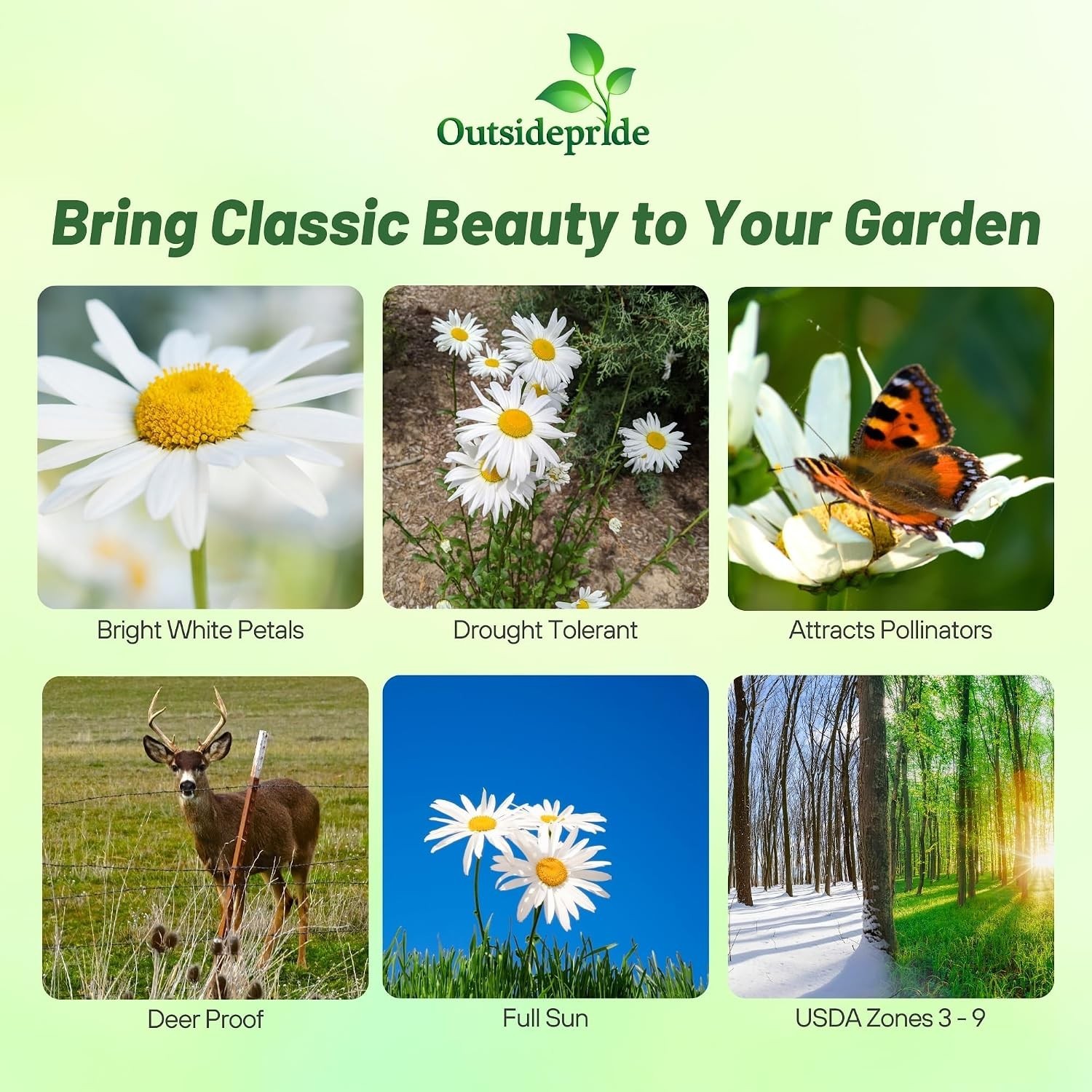 Pollinator Garden Essential: Shasta Daisy 1 Lb. Flower Seeds