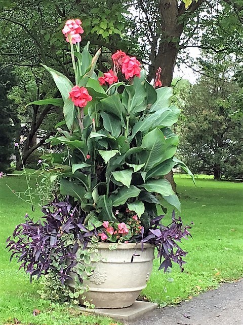 RED CANNA LILY INDICA SEEDS INDIAN SHOT Arrowroot Flowers Attracts Hummingbirds