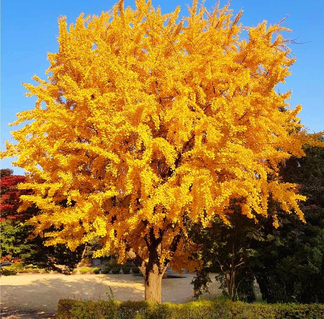 25 Ginkgo Biloba Seeds,Rare Ginkgo Unique Leaves Bright Yellow Maidenhair Tree