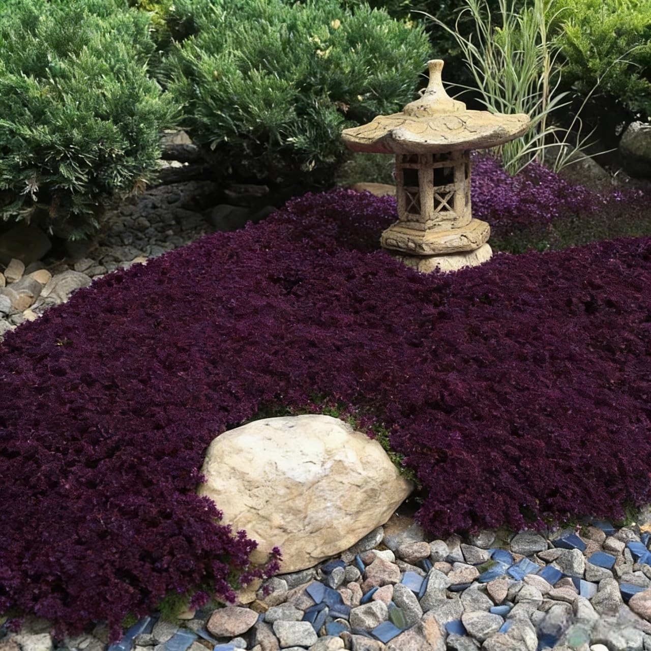 19,800+ Creeping Thyme Seeds for Planting – Non-GMO Perennial Thymus Serpyllu…