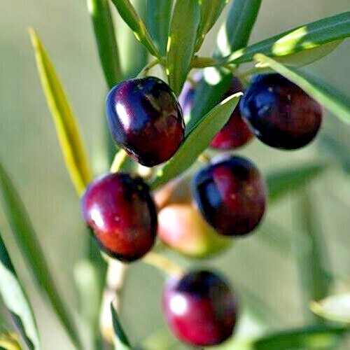 10 CANINO OLIVE TREE SEEDS (Olea europaea) European Common Edible Fruit Plant