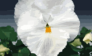 Pansy DeltaPro White-Pure 250 seeds