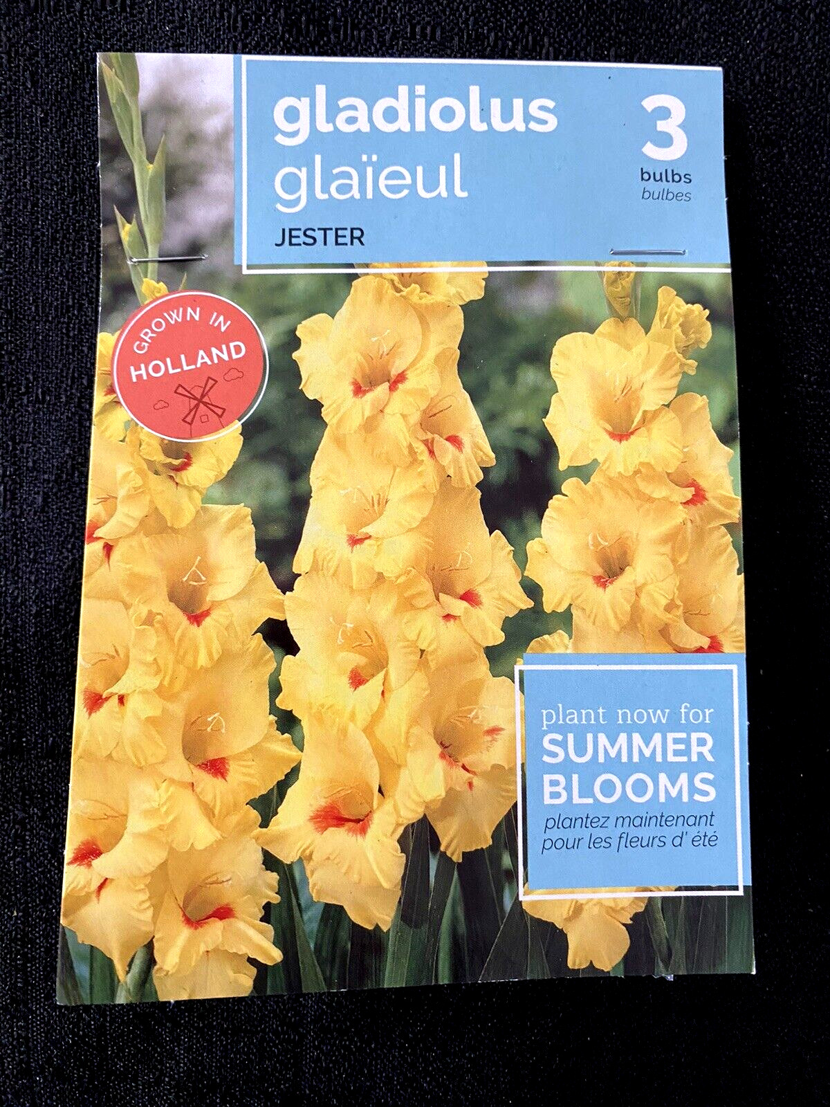 Lot of 3 Packs of Holland Jester Yellow Gladiolus Bulbs (3 bulbs each)