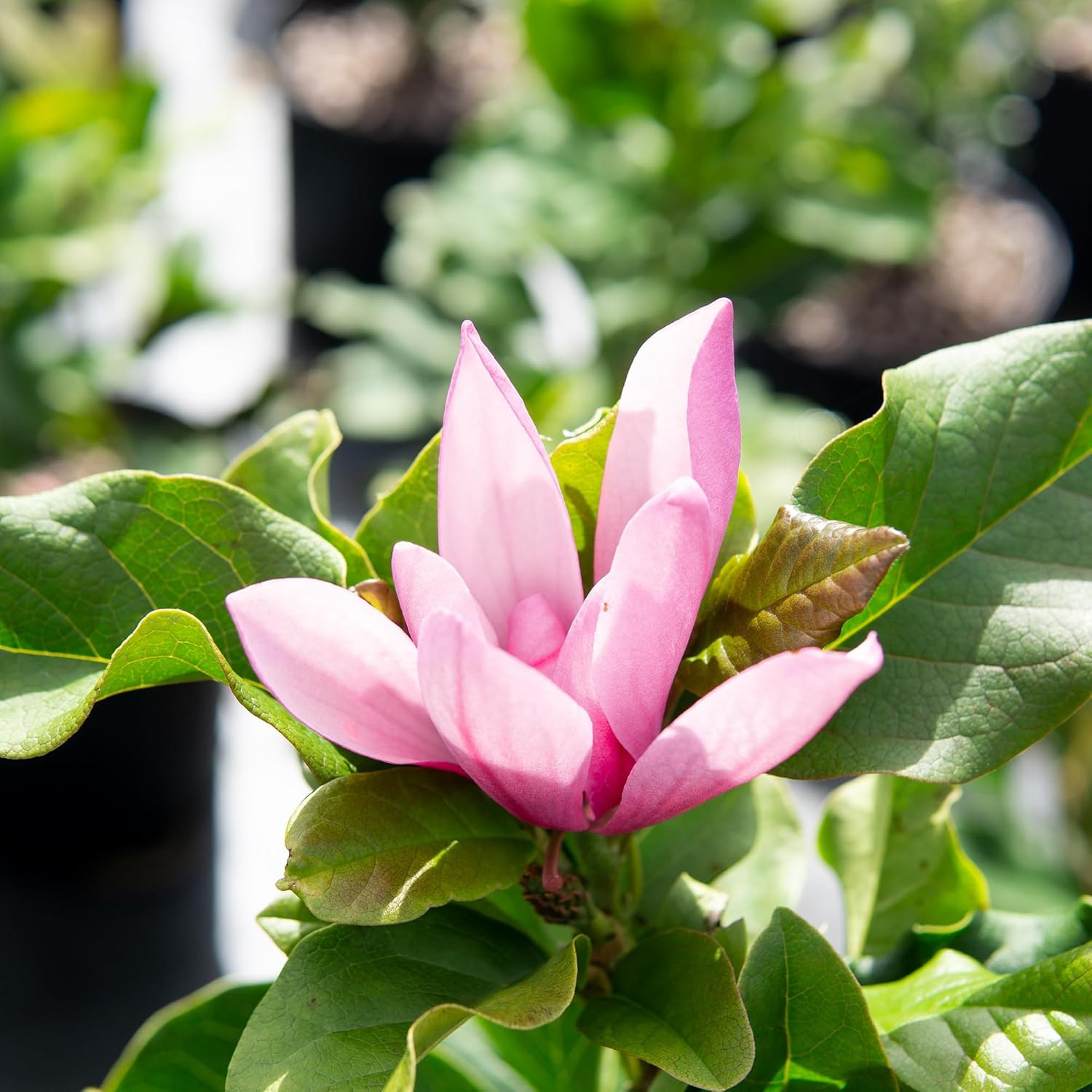Jane Magnolia in 3 Gal. Grower’S Pot | Beautiful Purple Early Spring Blooms | Ea