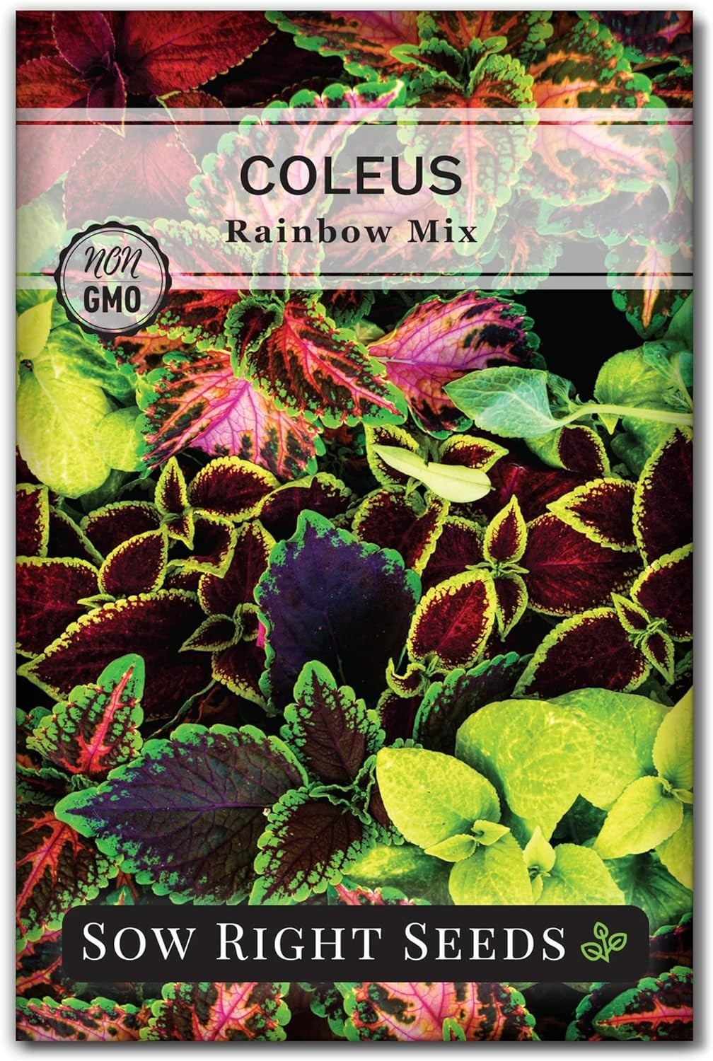Highly Productive Coleus Rainbow Mix Seeds – Indoor & Outdoor Beauty, 800 Count