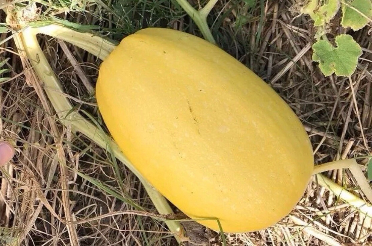 Squash – Spaghetti Winter Squash Seeds | Organic | Heirloom | Non-GMO | 25+Seeds