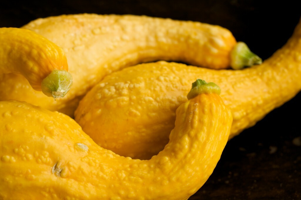 Yellow Crookneck Squash Seeds, 1/4 LB, NON-GMO, Heirloom, FREE SHIPPING