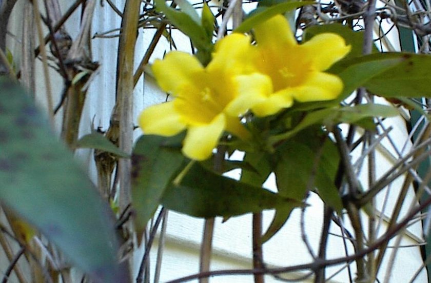 Carolina Yellow Jasmine Perennial Vine 50 + Seeds * Real Southern Jasmine * USA