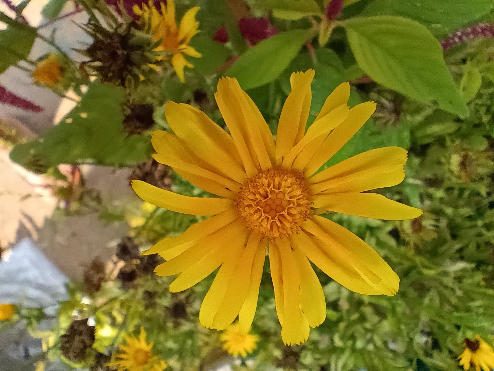 Medicinal Calendula (Calendula officinalis) 1 gram seeds