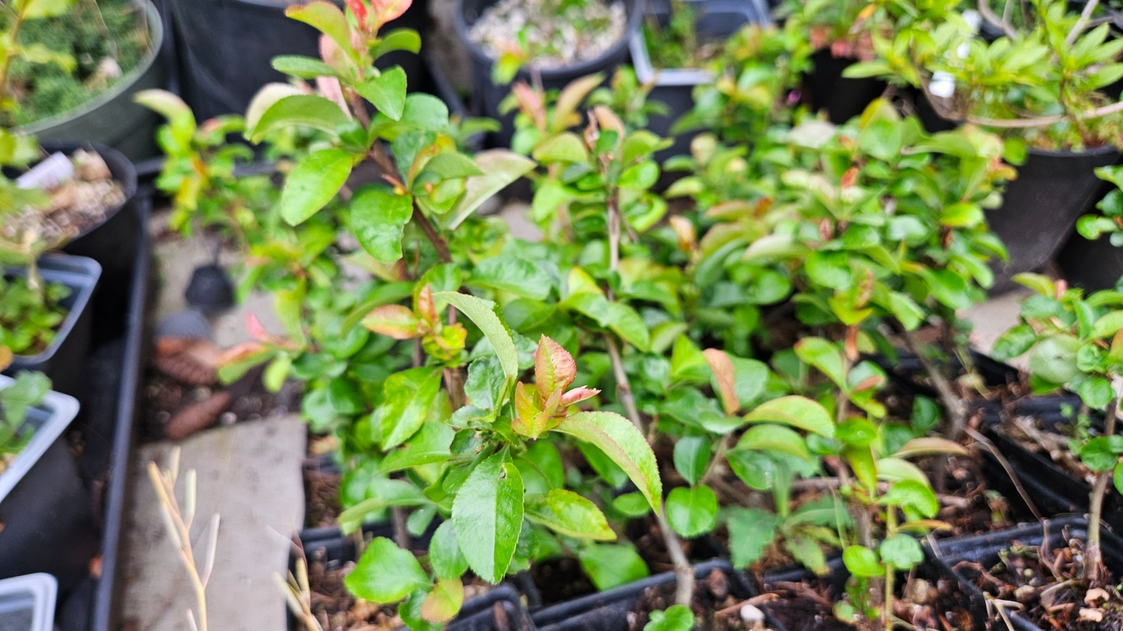 Chaenomeles Speciosa “Texas Scarlet” (Red Flowering Quince) Plant