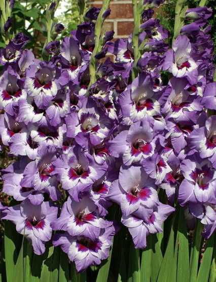Vista Gladiolus – 5 bulbs