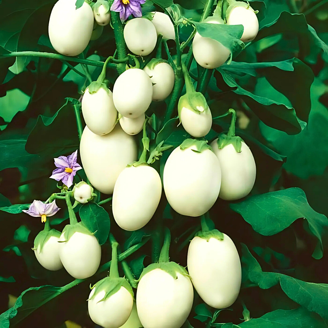 Fresh Japanese White Egg Eggplant Seeds | Heirloom Non-GMO | Asian Vegetables