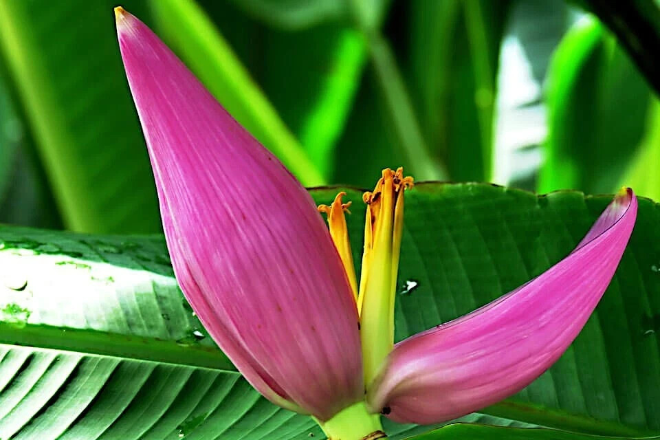 Banana Tree Seed Mix – Dwarf Pink Musa velutina & Dwarf Acuminata Tropical Fruit