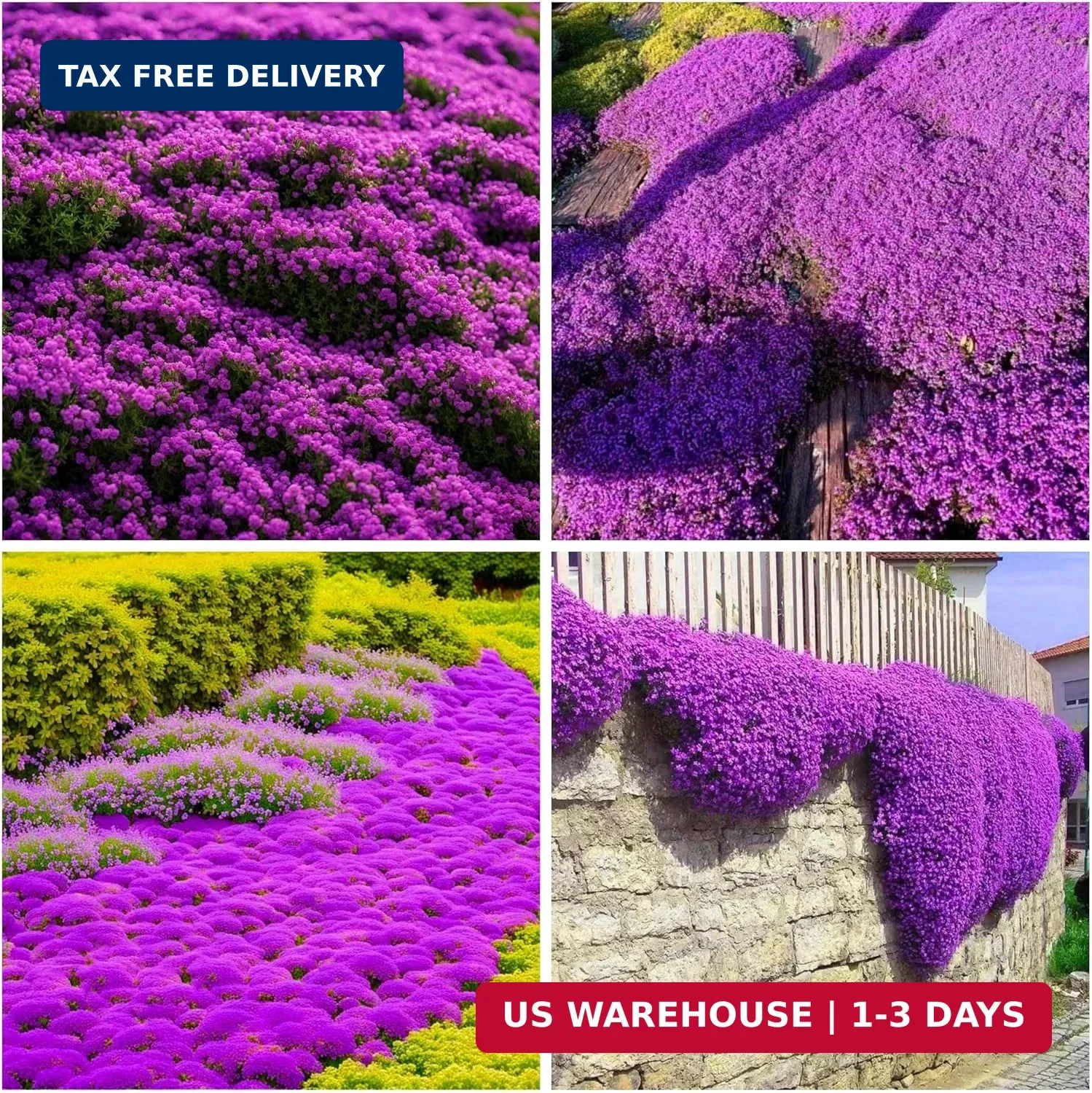 28000+ Creeping Thyme Seeds for Planting Perennial Magic Ground Cover Plant Seed
